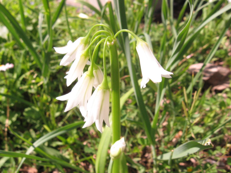 Allium triquetrum / Aglio selvatico